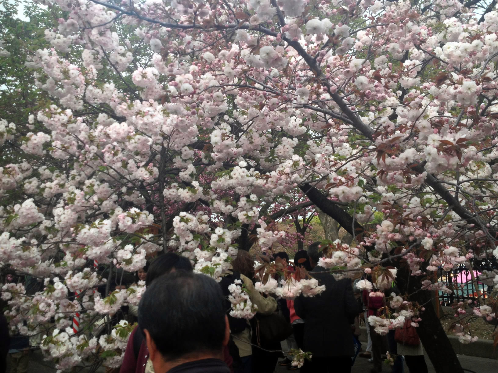 2014年の造幣局桜の通り抜け07 2014年の造幣局桜の通り抜け07